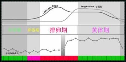 卵泡期身体会有什么反应