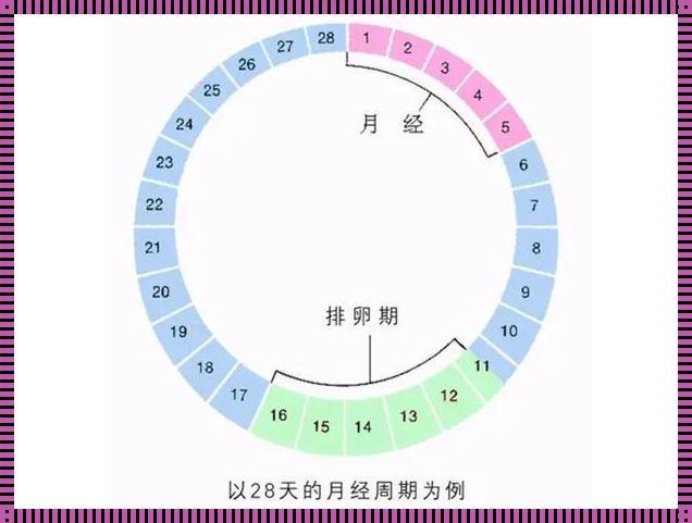 一般例假过后几天排卵：揭秘女性生理周期的奥秘