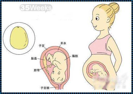 胎儿35周发育成熟了吗？揭秘胎儿成长的神秘面纱