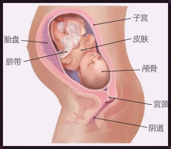 34周胎儿在宫内姿势图：探索生命的奥秘