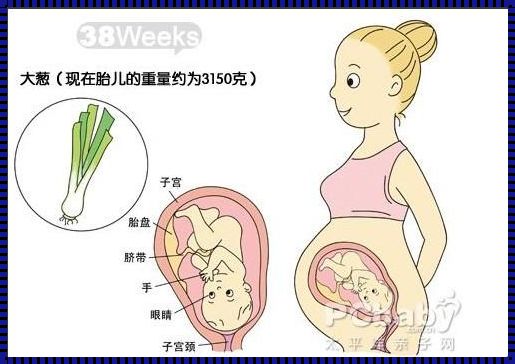 怀孕38周胎儿发育标准：母体与胎儿的和谐共舞