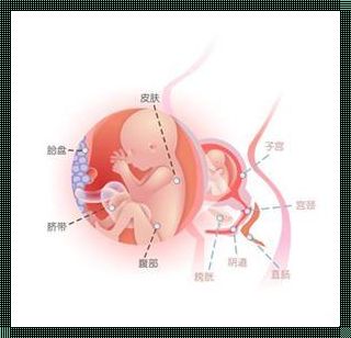 20周胎儿在腹中位置图：探索生命奇迹的成长之旅