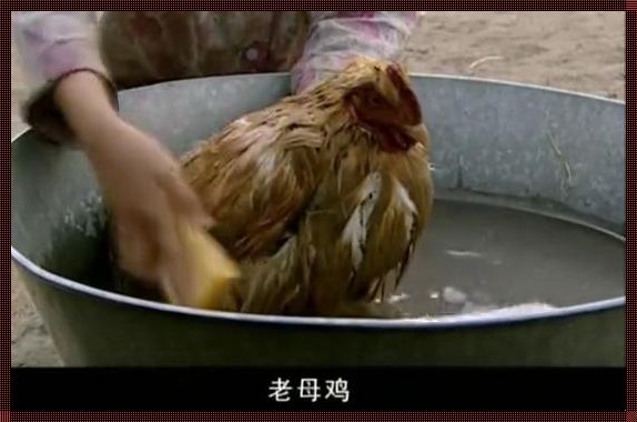 老母鸡治不孕偏方：探索传统与现代医学的交汇