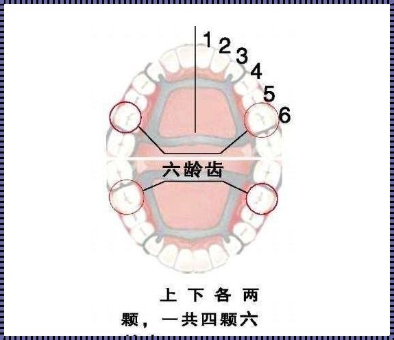 儿童六龄齿：成长的印记