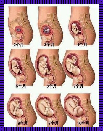 胎儿骨骼发育全过程：探索生命奇迹