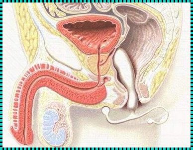 前列腺炎43天终于遗精了：揭秘男性健康问题