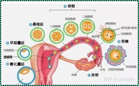 惊现移植囊胚成功诀窍：揭秘生命的奇迹