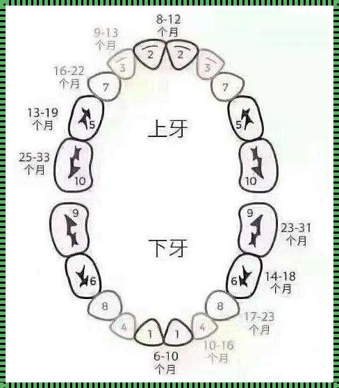 宝宝长牙的神秘面纱：揭秘几个月开始长牙