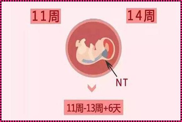 孕14周平躺能摸到硬块：探秘孕期身体变化