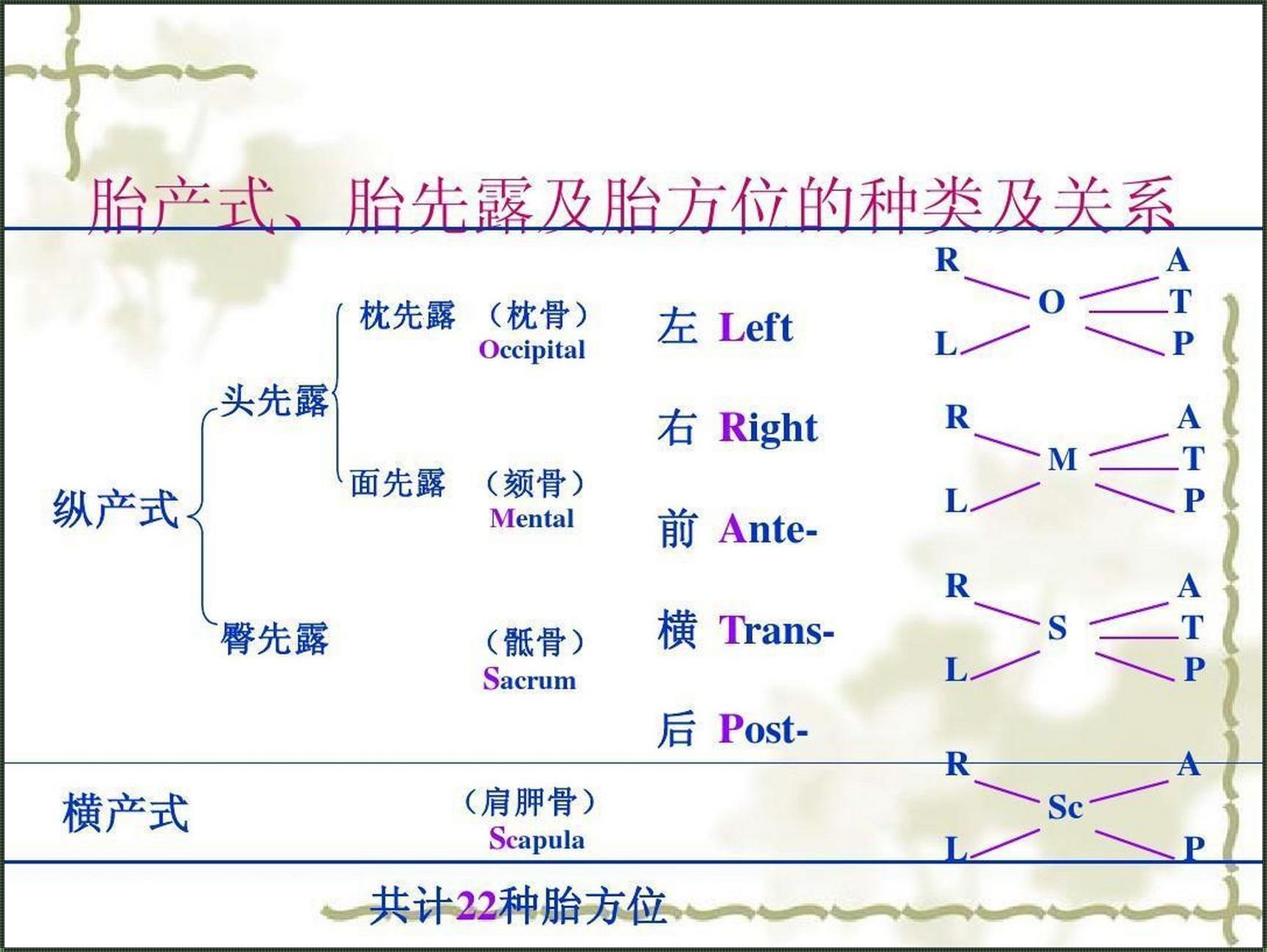 探索胎方位16种图的奥秘：母体中的胎儿如何定位与成长