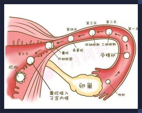 佛教生化妊娠算堕胎吗？