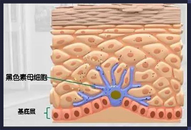 黑色素细胞受损了还会再长吗