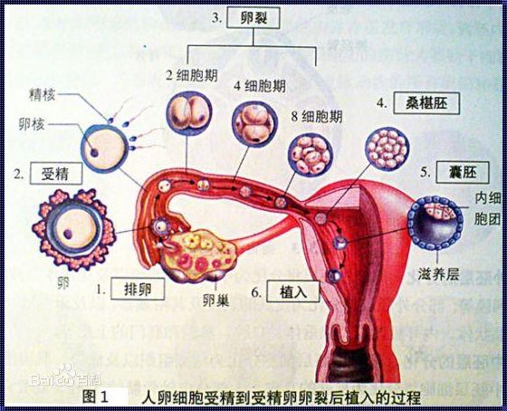 怎样搞才可以怀孕：探寻怀孕之谜