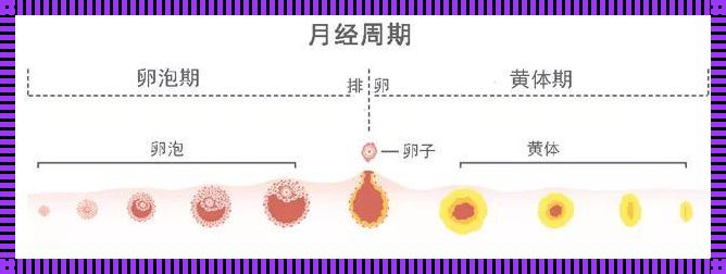 一个月来两次月经容易怀孕吗？揭秘月经周期与生育之谜