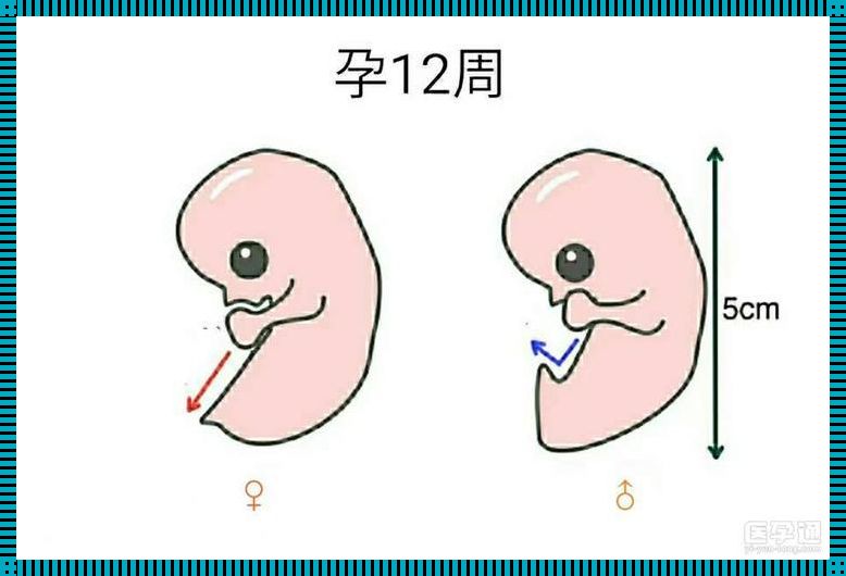 怀孕38周看男女准确率高吗？一位母亲的心声