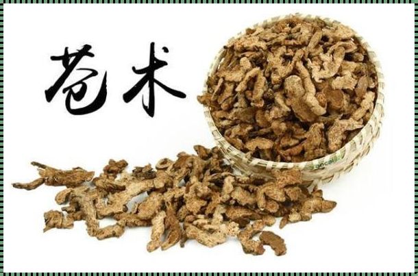 湿气很重用苍术还是白术：一味药的抉择