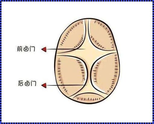 囟门闭合过早的头型：儿童发育的神秘篇章