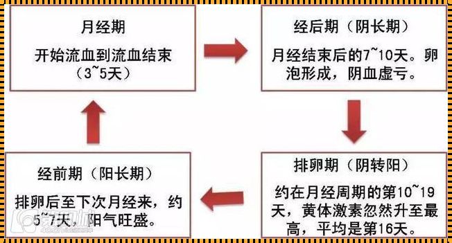 月经周期分为4个阶段：揭秘女性身体的神秘面纱