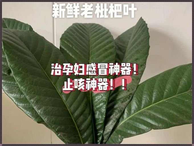 探讨枇杷叶煮水：2岁宝宝能喝吗？