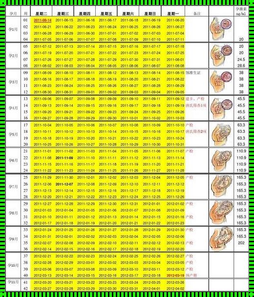 胎儿各项数据与孕周对照表：呵护生命，守望成长