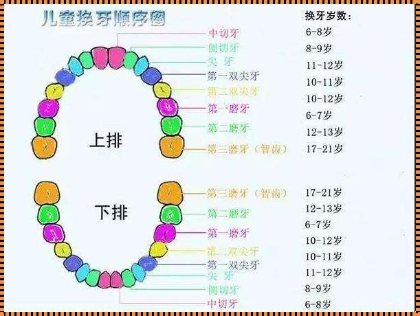 小孩子换牙顺序图：探索成长的里程碑