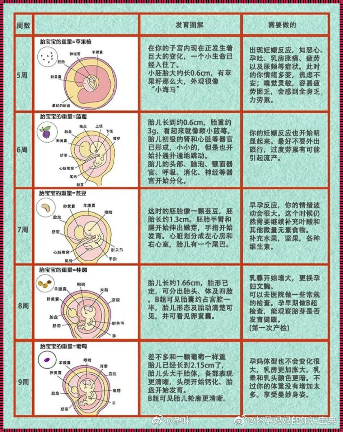 胎儿什么时候长得最快