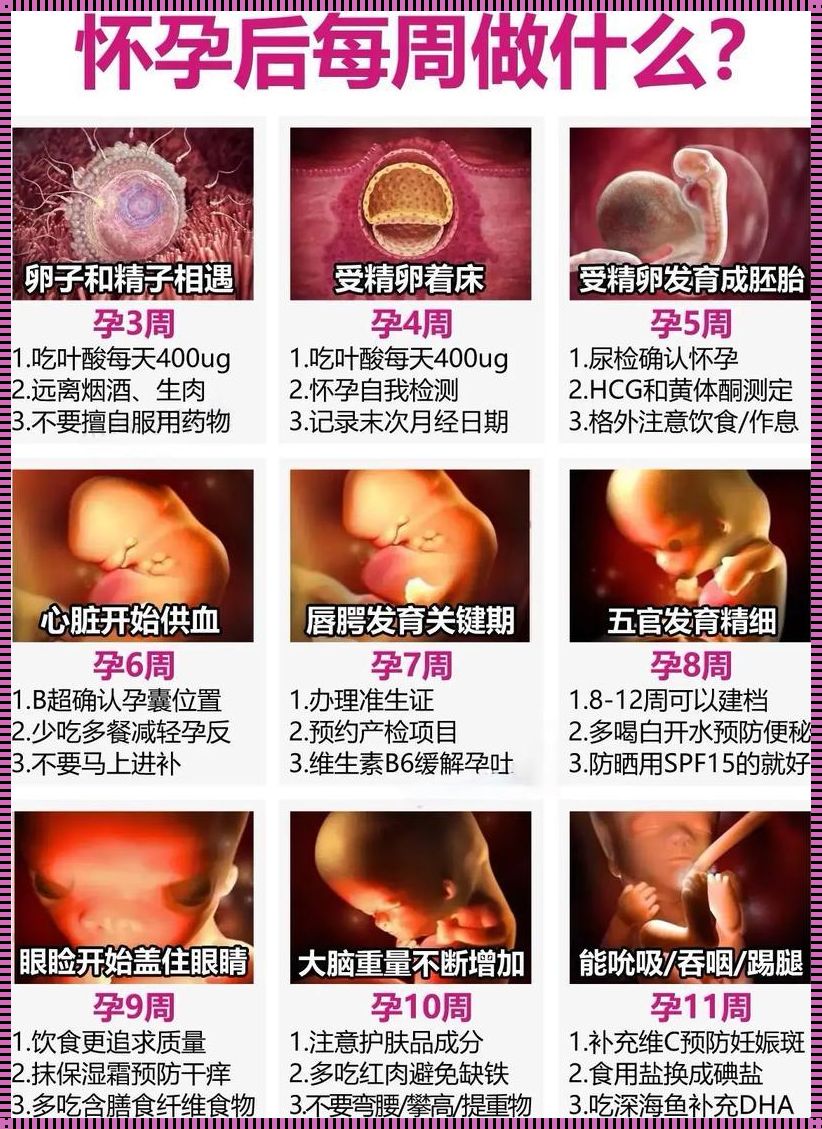 假性怀孕的神秘面纱