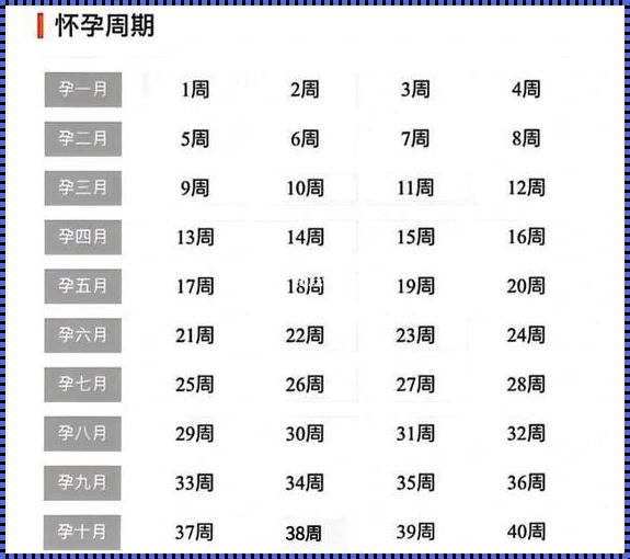 孕期周数和月份对照表：你的宝宝正在成长