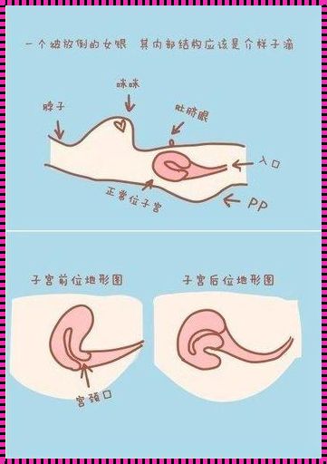 探讨怀孕概率：是后面容易怀孕还是前面？