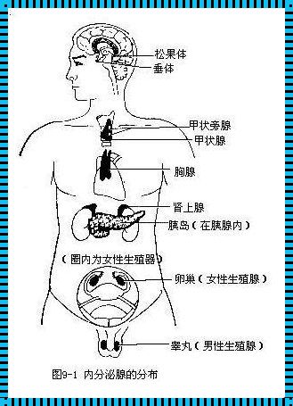 内分泌科常见的20种疾病：身体内的暗流涌动