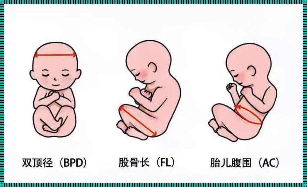 孕周胎儿大小对照表：深入了解胎儿成长过程