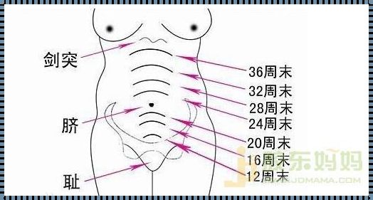 宫高59mm是怀孕多久了：深入了解宫高与孕周的关系