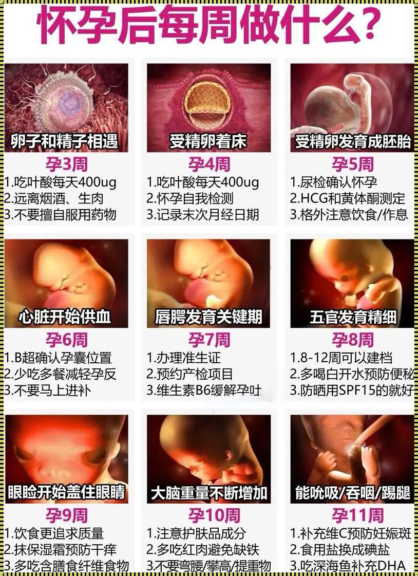 月经正常排除怀孕：一场身体与心灵的对话