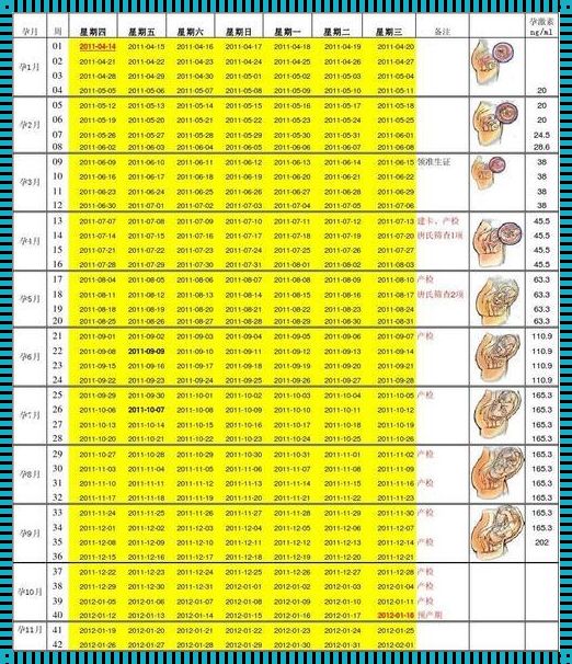 20周胎儿发育标准对照表图：探索生命的奇迹