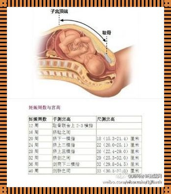 宫高怎么算胎儿体重：深入了解与精准预测