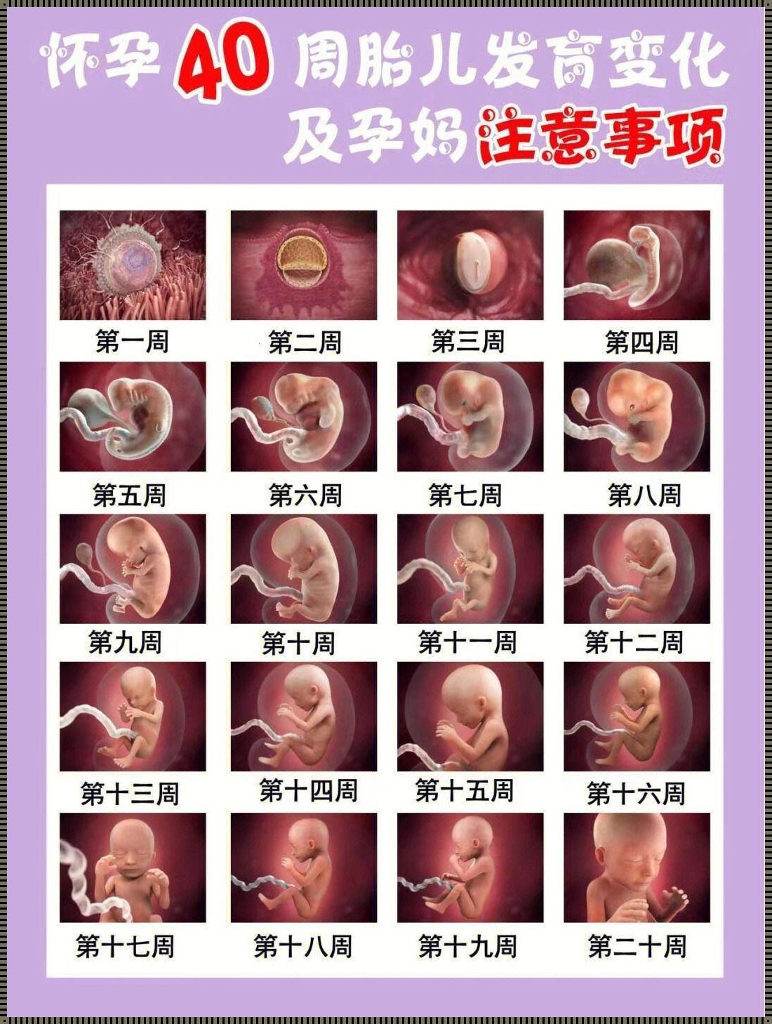 孕七周胎儿在什么位置