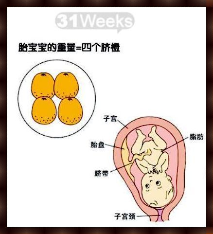 胎儿36周还有哪些器官没发育