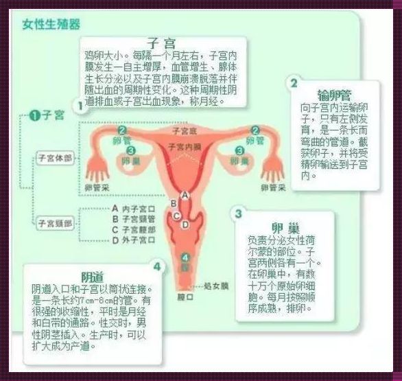 孕16周子宫大小及位置：探索母体内的奇妙变化