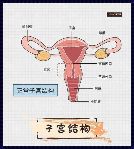 五周可以无痛人流吗？揭秘