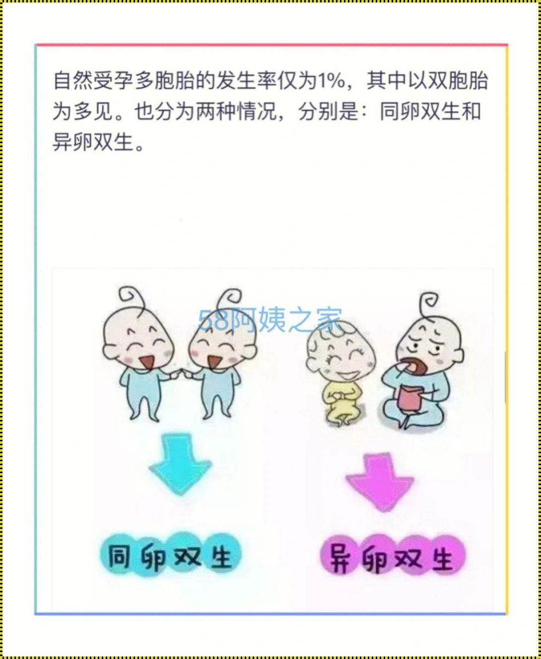 双胞胎：生命的奇迹与宇宙的奥秘