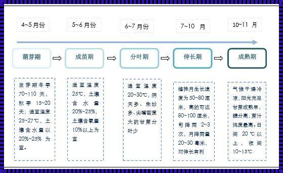 江苏甘蔗种植季：甜蜜的等待与收获的希望