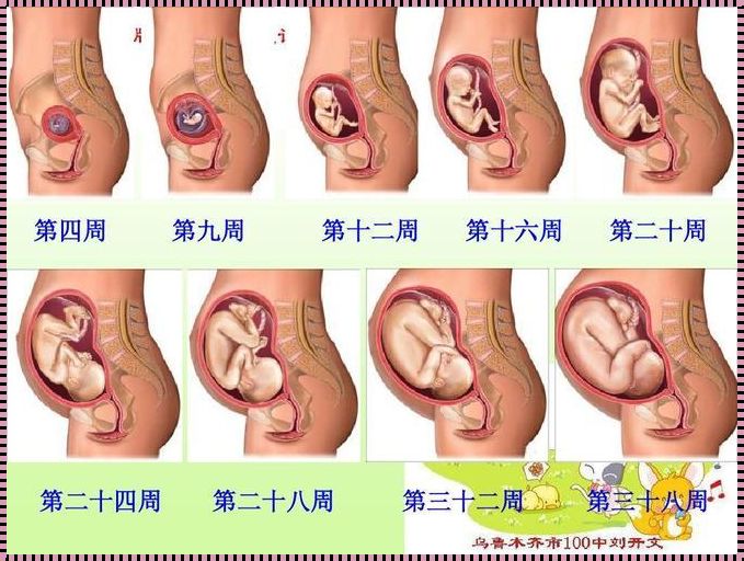 孕育之光：孕18周至36周的生命之旅