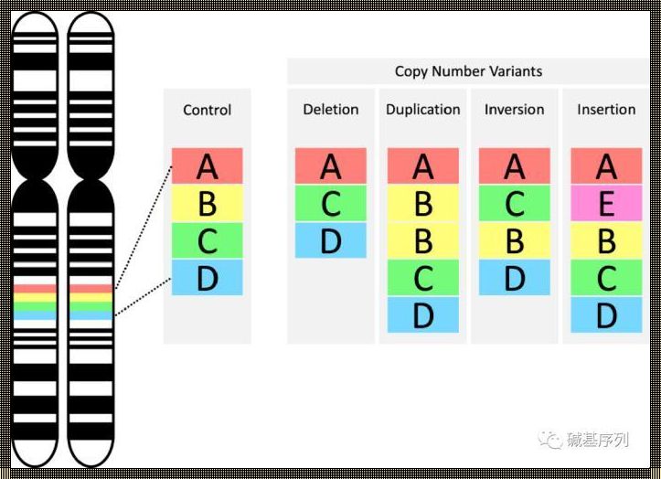 CNV：染色体还是基因，母婴世界的探秘