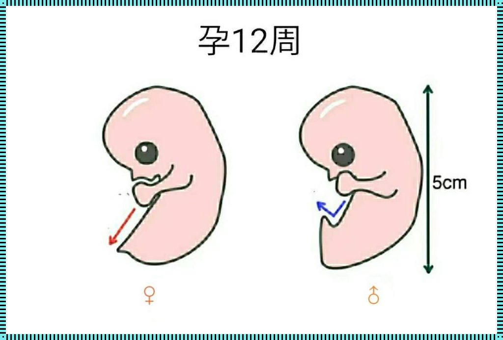 16周看性别：生命的奇迹与尊重