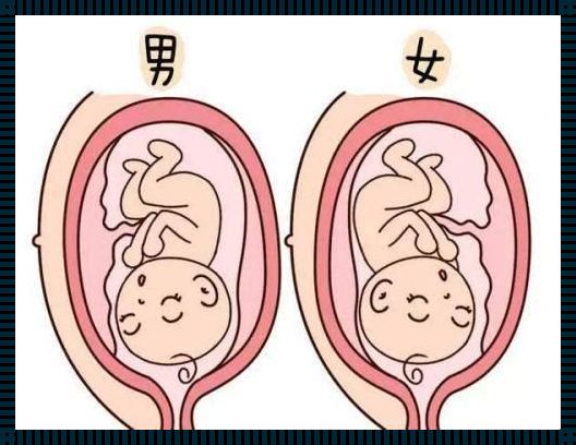 32周胎儿性别特征的微妙差异