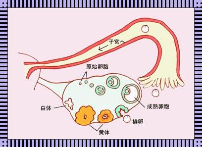 生化妊娠后多久可以同房：母婴健康与情感联结的和谐之道