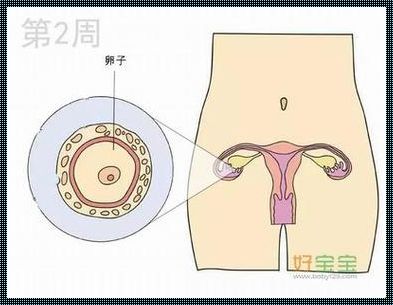 怀孕两周：生命的初始悸动