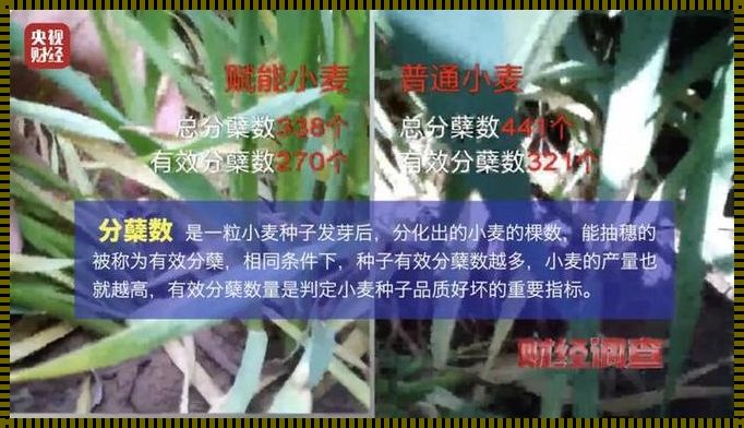 云南本草骗局曝光：揭秘自然之名下的欺诈行径