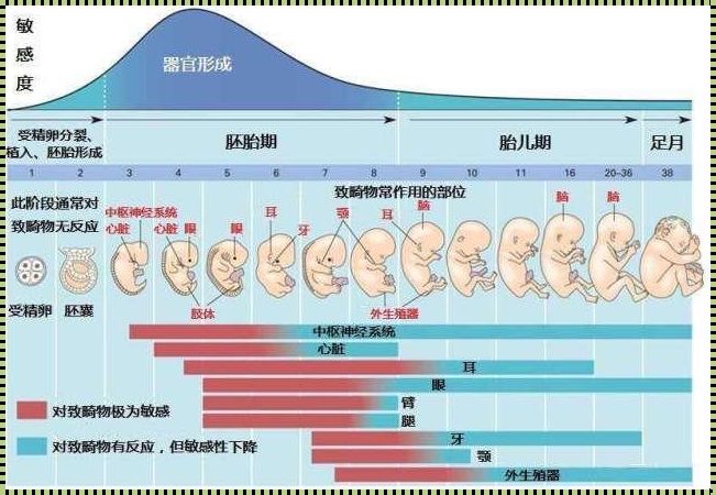 哪些人容易38周生产：生命的奇迹与孕育的奥秘