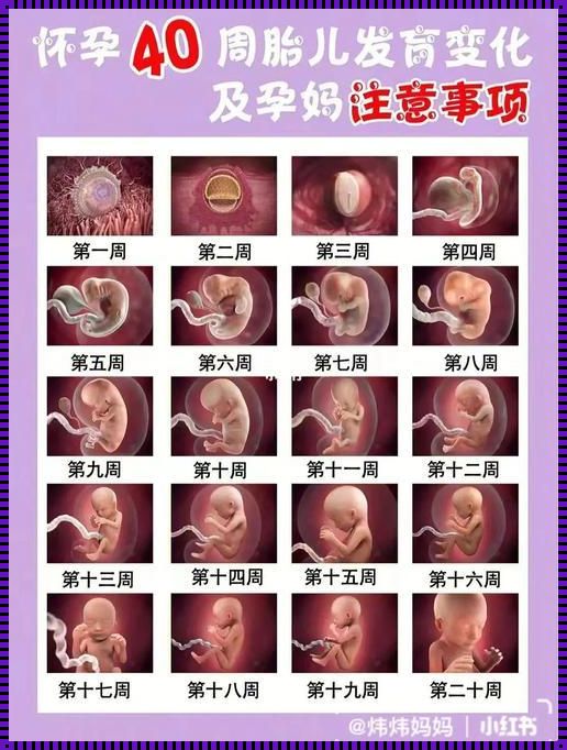 孕育新生命：怀孕几周才是正常的诞生时刻